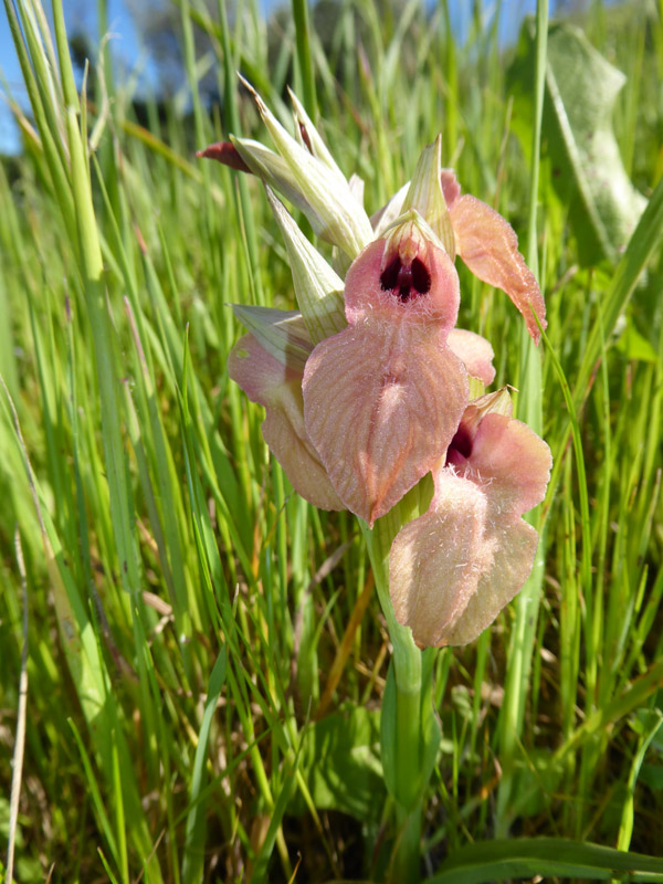 Serapias neglecta